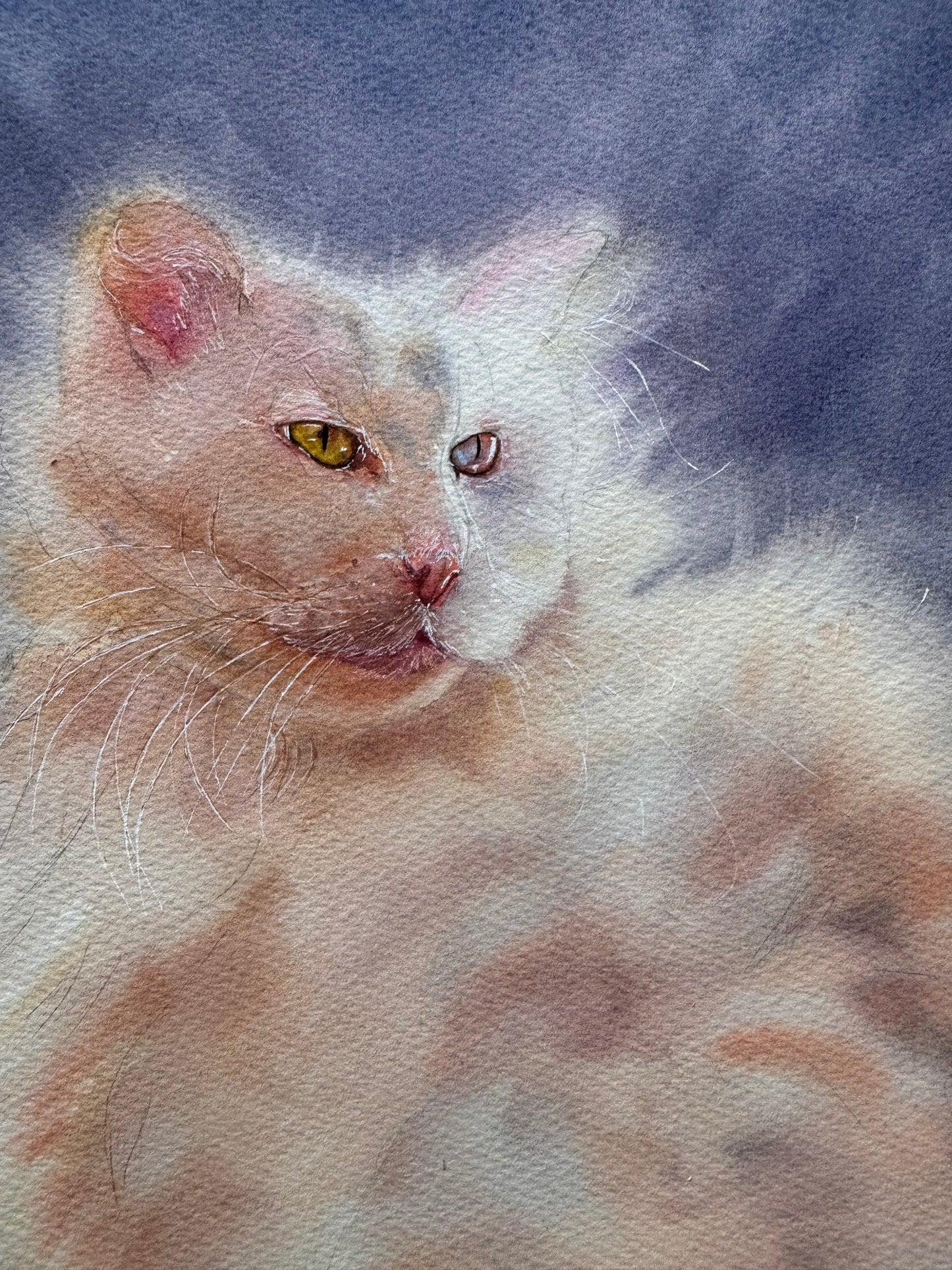 Italian Cat