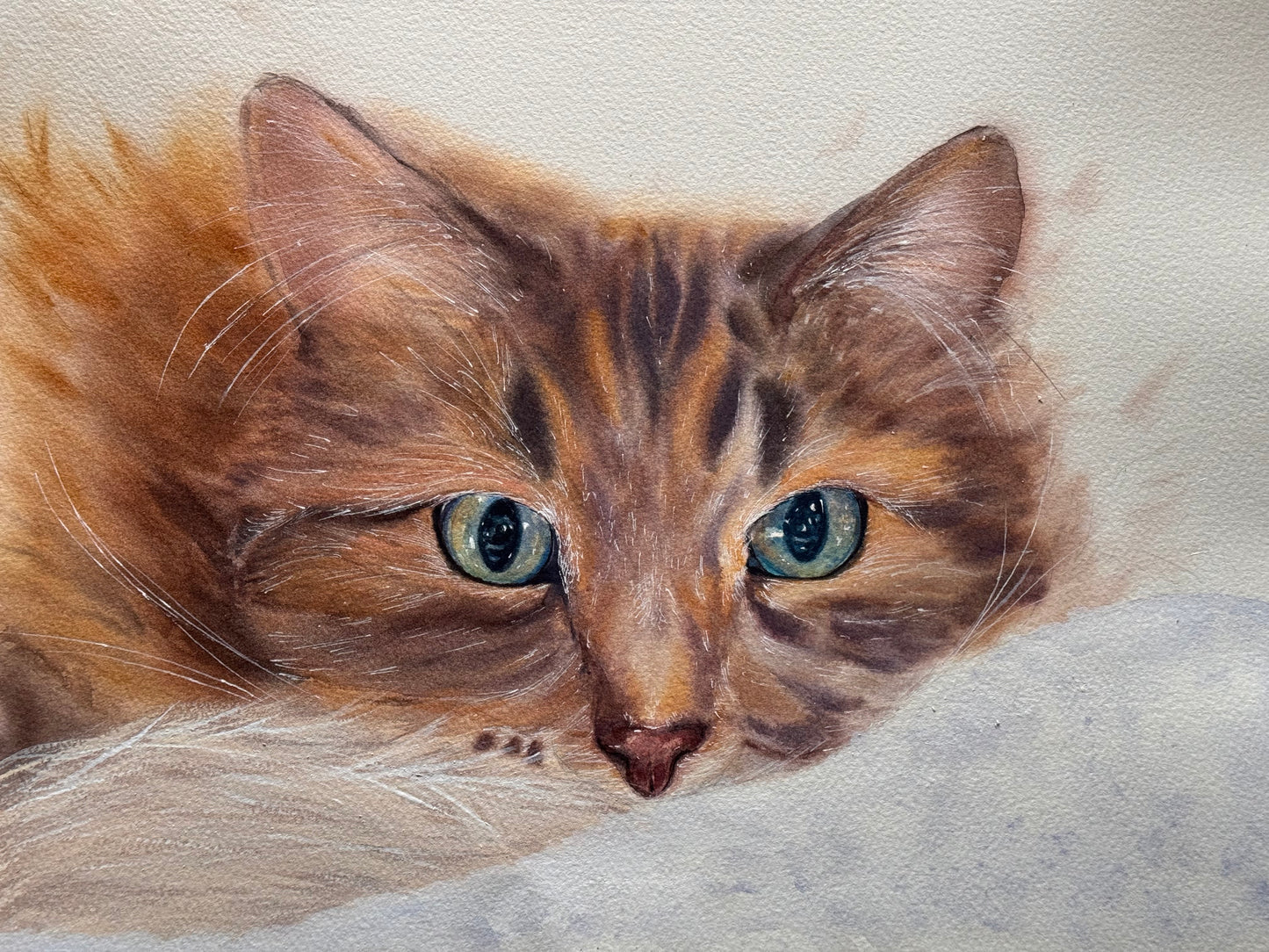 Siberian Cat - Lola