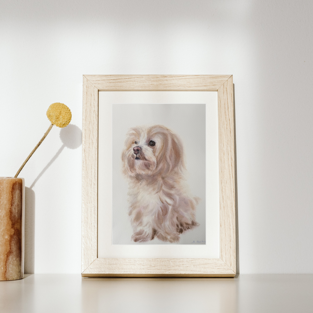 Maltese Dog - Original