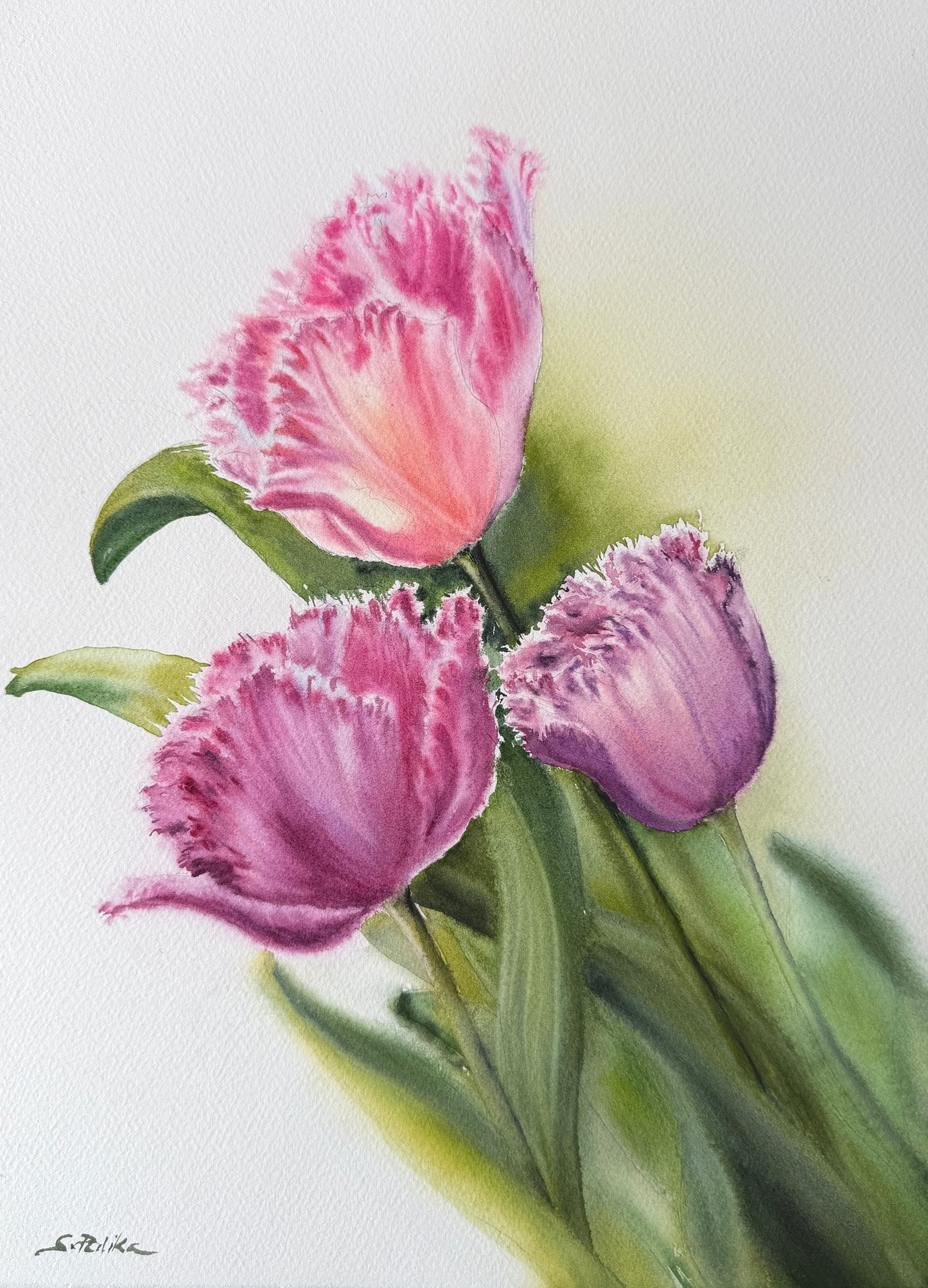Tulips - Original