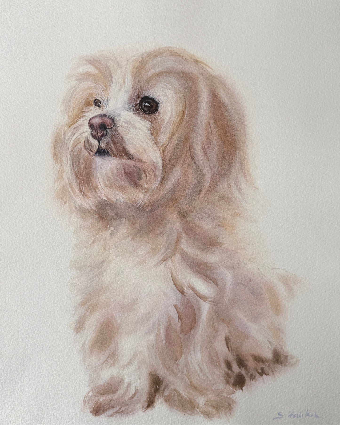 Maltese Dog - Original