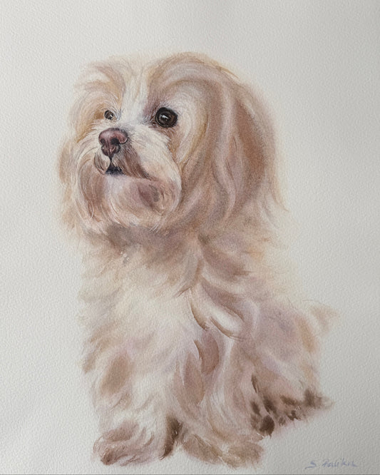 Maltese Dog - Original