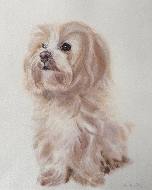 Maltese Dog - Original